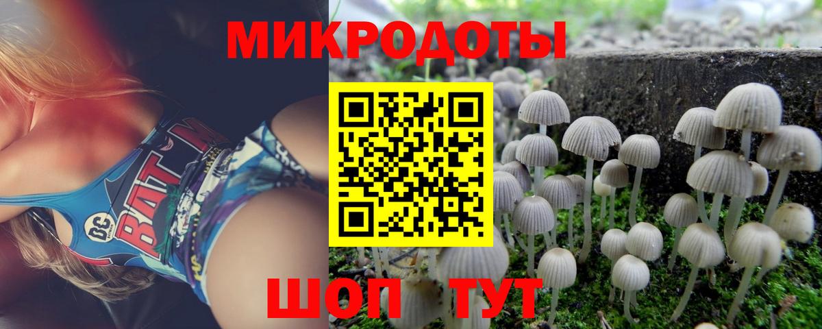 Псилоцибиновые грибы Psilocybe Гулькевичи